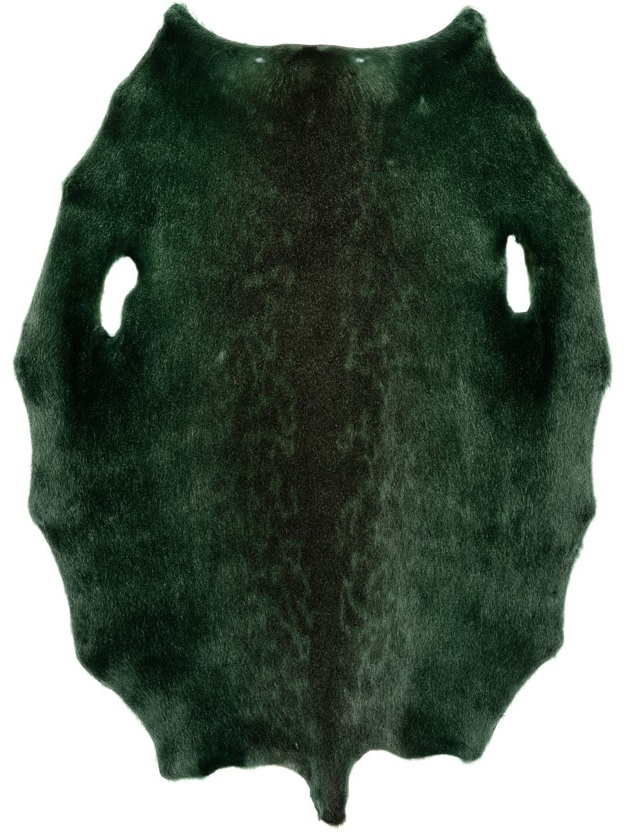 Ringed Seal - Dark Kiwi LH - C