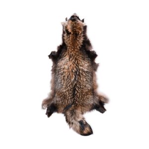Wild Finnraccoon Skin
