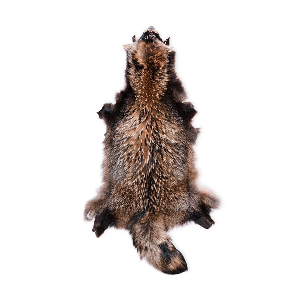 Wild Finnraccoon Skin