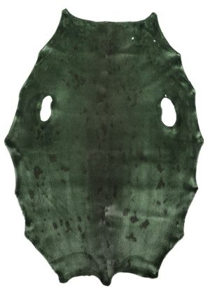 Harp Seal - Dark Kiwi - C
