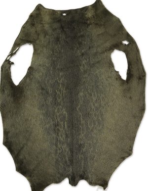 Ringed Seal - Army KH - C