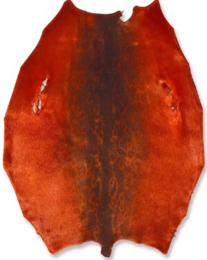 Ringed seal - Orange KH - C