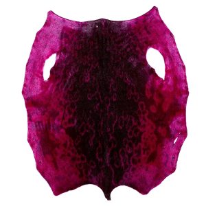 Ringsæl - Pink KH - B